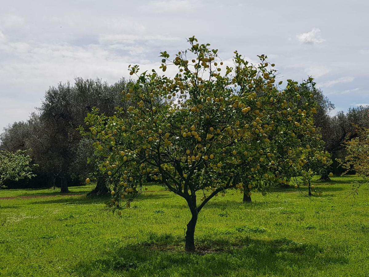 Masseria Pisciani 토르치아롤로 외부 사진